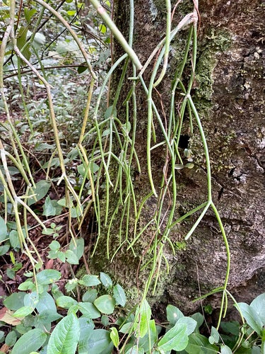 Cactus di corallo — Bild 3
