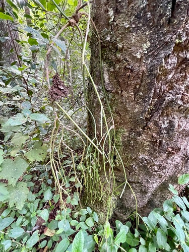 Cactus di corallo — Bild 2