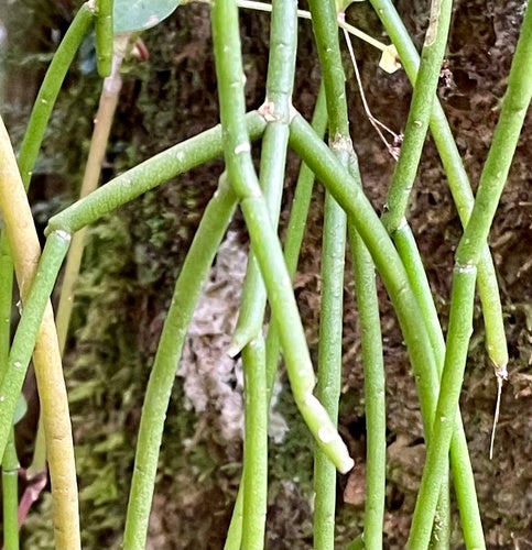 Cactus di corallo — Bild 4