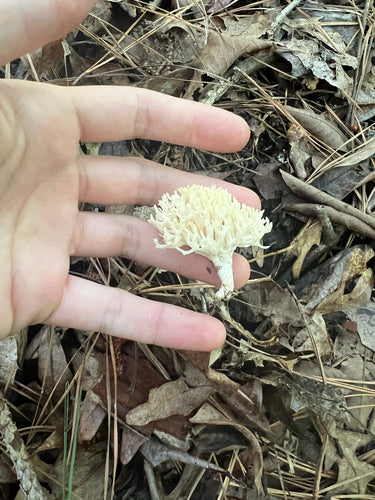 Fungo corallo — foto 5 di 8