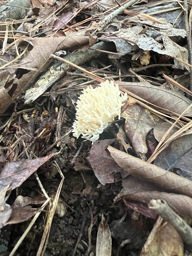 Fungo corallo — foto 4 di 8