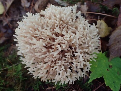 Fungo corallo — foto 3 di 8