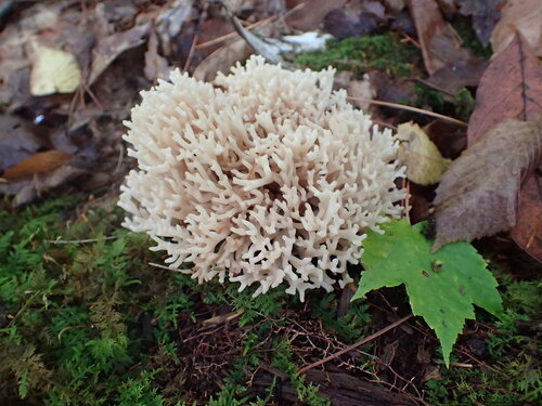 Fungo corallo — foto 2 di 8