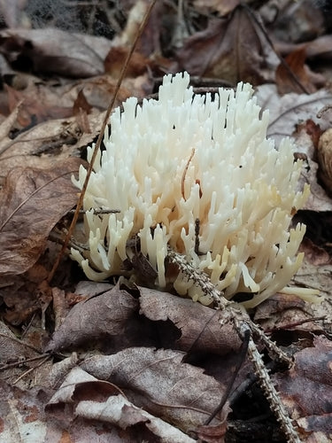 Fungo corallo — foto 1 di 8