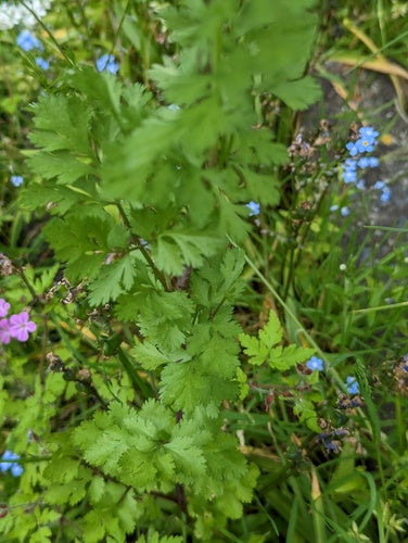 coriandolo — Bild 5