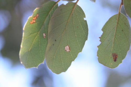 Quercia da sughero — foto 4 di 11