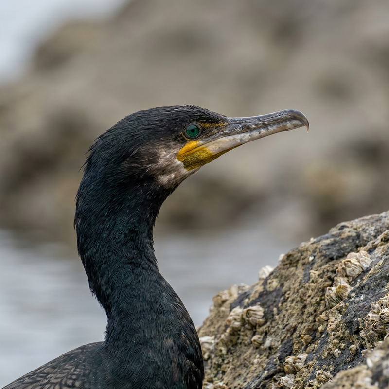 cormorano