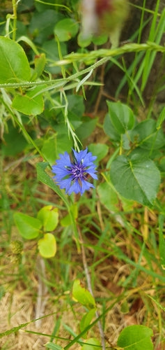 Fiordaliso — Bild 1