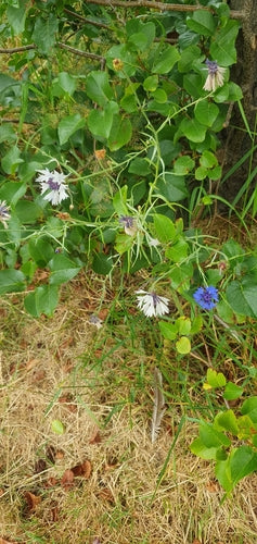 Fiordaliso — Bild 2