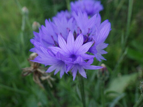 Fiordaliso — foto 4 di 11