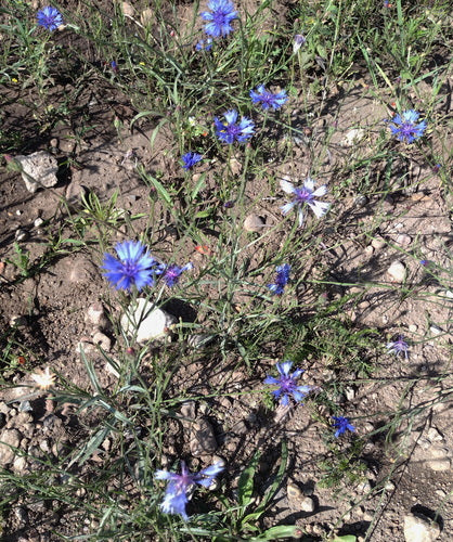 Fiordaliso — Bild 3