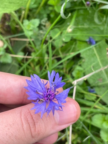 Fiordaliso — Bild 4