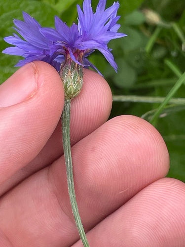 Fiordaliso — Bild 5