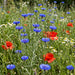 Kornblume (Centaurea cyanus) in Blüte im naturnahen Garten (KI-generiert)