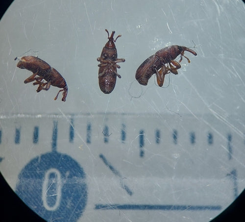 Scarabeo del grano — Bild 5