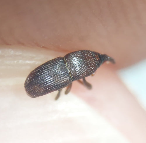 Scarabeo del grano — Bild 3