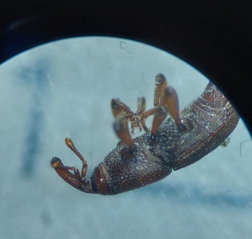 Scarabeo del grano — Bild 2