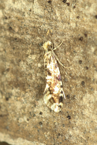 Falena del mais — Bild 2