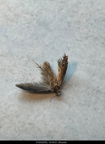 Falena del mais — foto 1 di 4