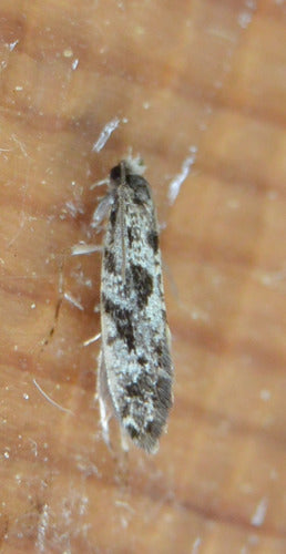 Falena del mais — Bild 1