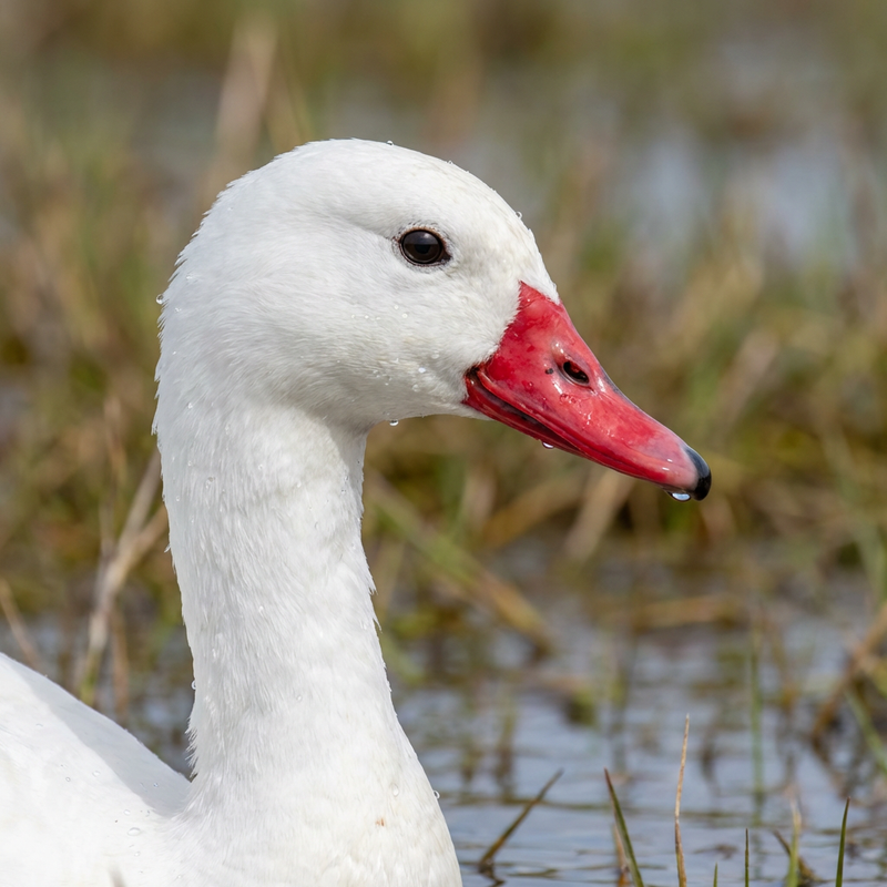 Cigno di Koskoroba