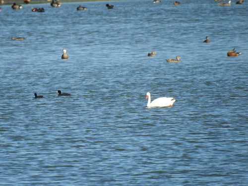 Cigno di Koskoroba — Bild 5