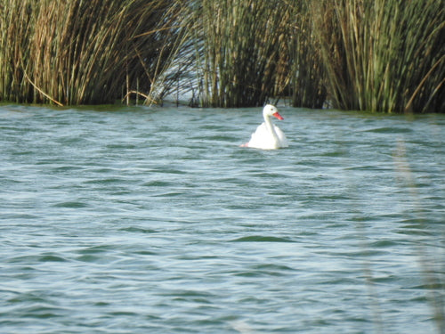 Cigno di Koskoroba — Bild 1