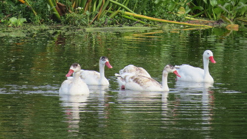 Cigno di Koskoroba — Bild 2