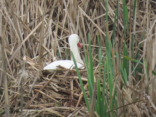 Cigno di Koskoroba — Bild 3