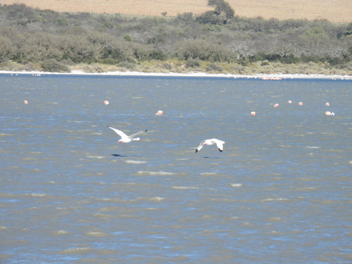 Cigno di Koskoroba — Bild 4
