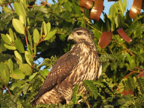 Poiana Cremisi — foto 3 di 8