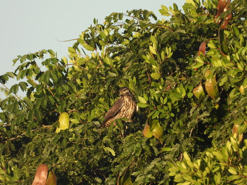 Poiana Cremisi — foto 2 di 8