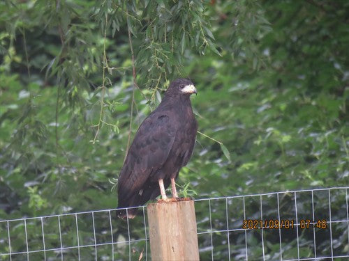 Poiana Cremisi — Bild 4