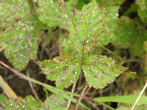 Dewberry — Bild 4