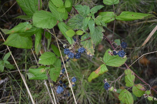 Dewberry — Bild 2