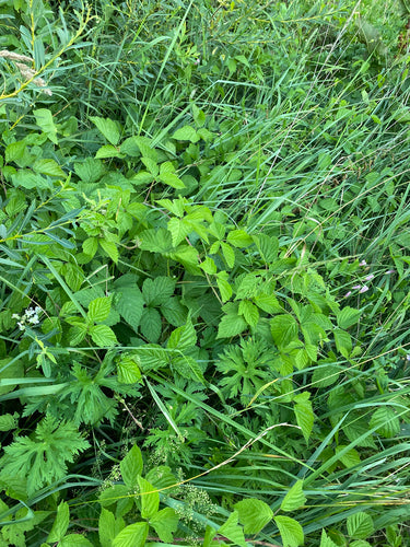 Dewberry — Bild 5