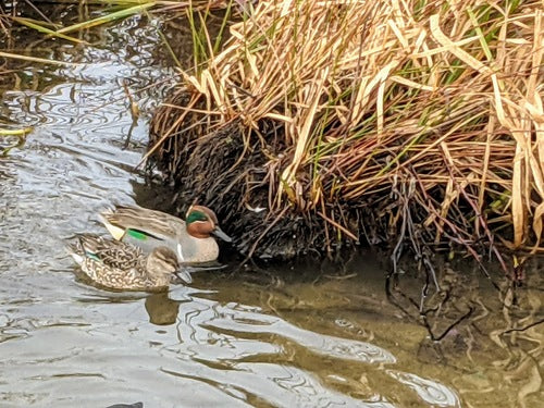 Verde acqua — Bild 3