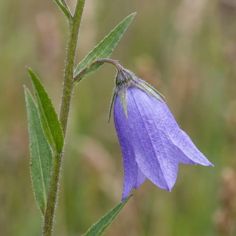 Campanula strisciante