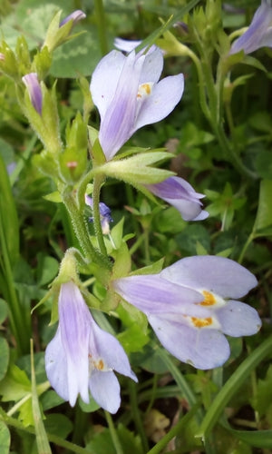Mazus strisciante — foto 3 di 8