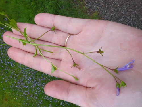Mazus strisciante — foto 2 di 8