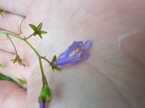 Mazus strisciante — foto 1 di 8