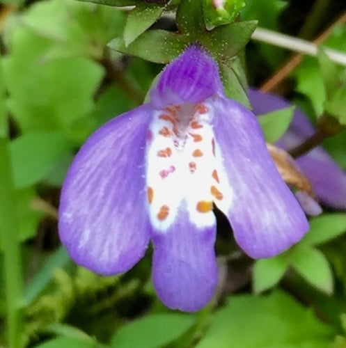 Mazus strisciante — foto 5 di 8