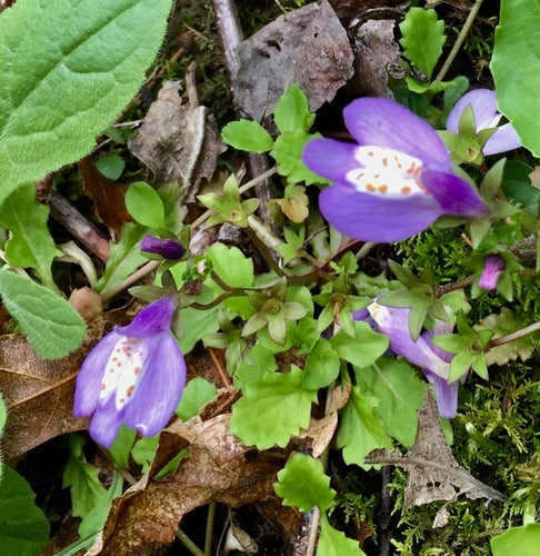 Mazus strisciante — foto 4 di 8