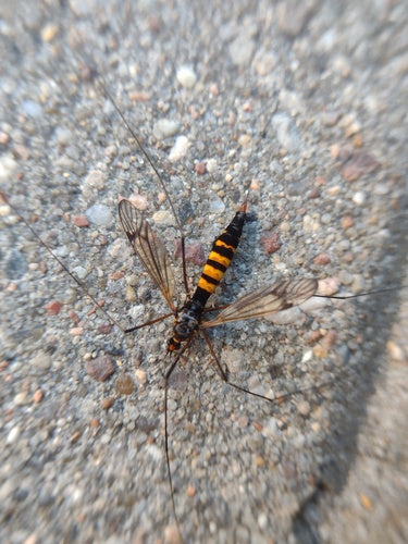 Mosca del prato del croco — Bild 1