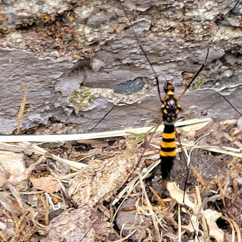 Mosca del prato del croco — Bild 3