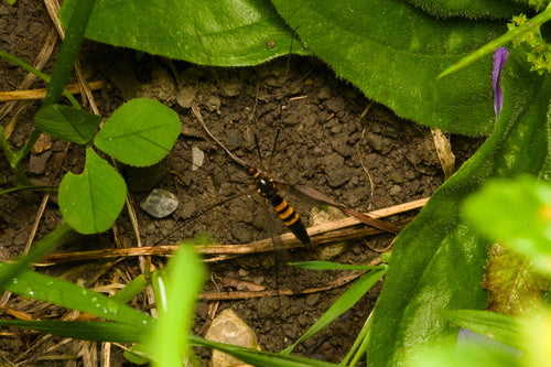 Mosca del prato del croco — Bild 4