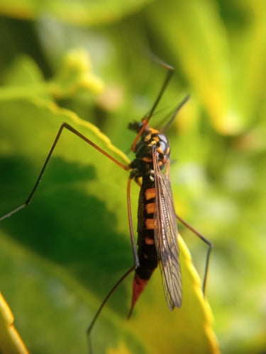 Mosca del prato del croco — Bild 5