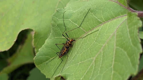 Mosca del prato del croco — Bild 2