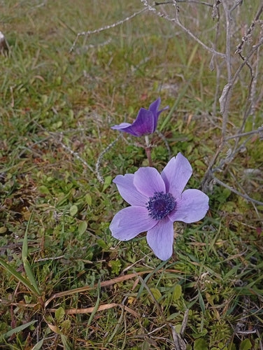 Anemone della corona — Bild 5