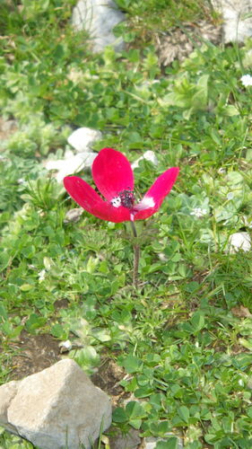 Anemone della corona — Bild 2
